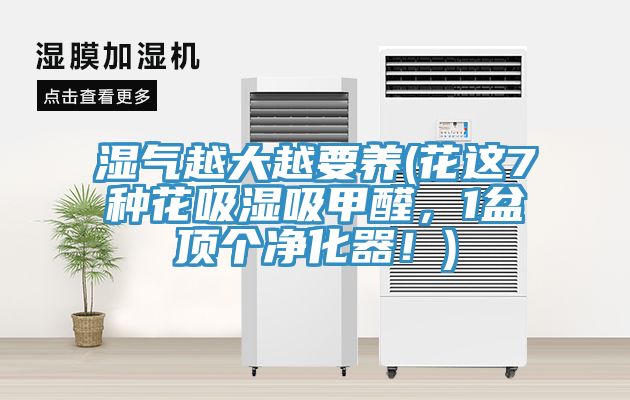 濕氣越大越要養(花這7種花吸濕吸甲醛，1盆頂個凈化器！)